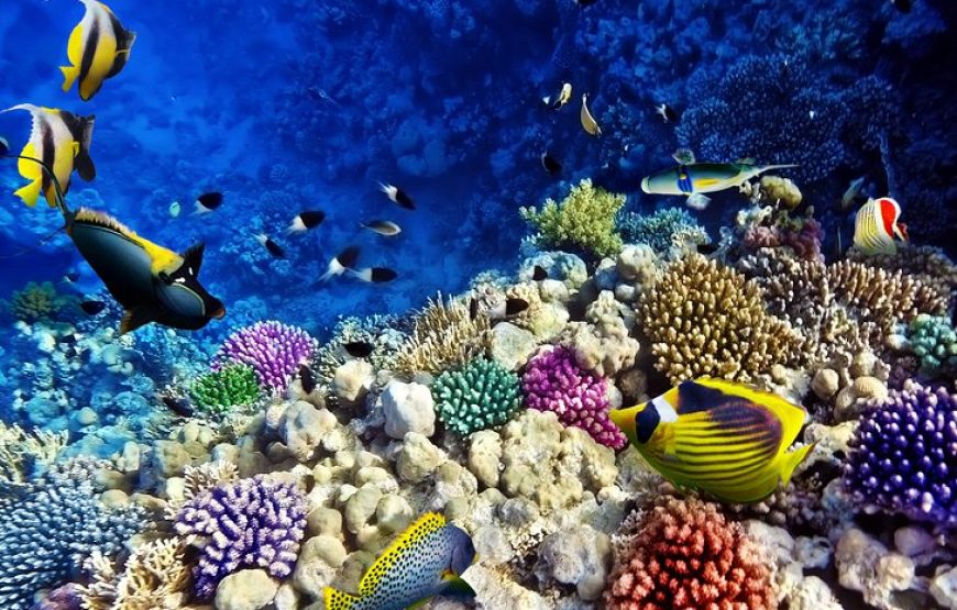 Marsa Alam: Snorkeling at Abu Dabab Beach