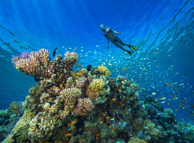 diving Trip to Sataya reefs from Marsa Alam