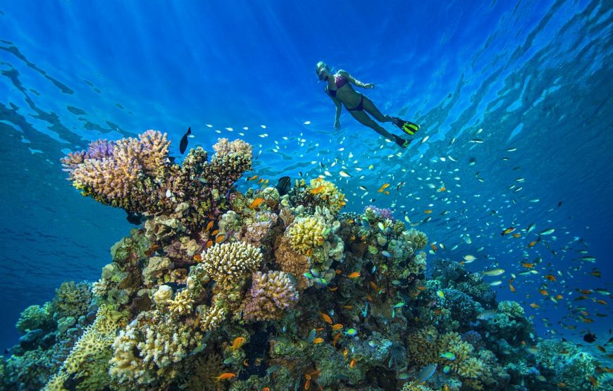 Marsa Alam: Snorkeling at Abu Dabab Beach