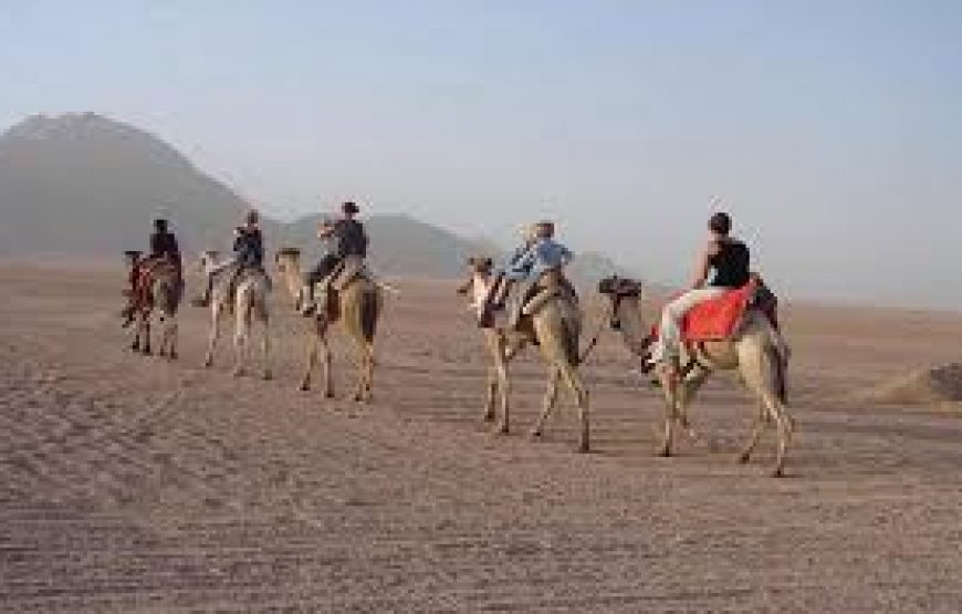 Safari Tour To Sahara Park by Jeep