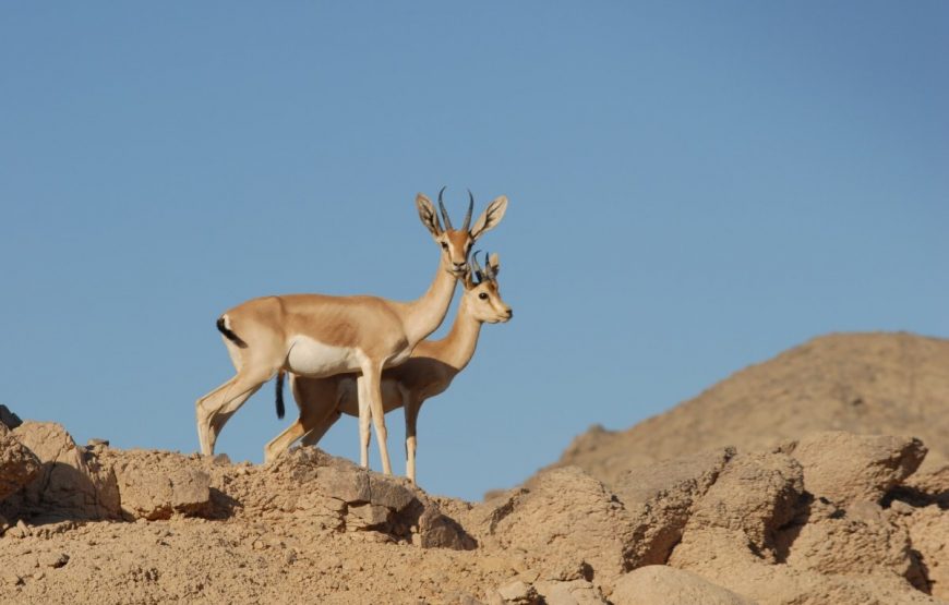 ATV Quad 3 Hours Safari and Camel Ride With Transfer – Marsa Alam