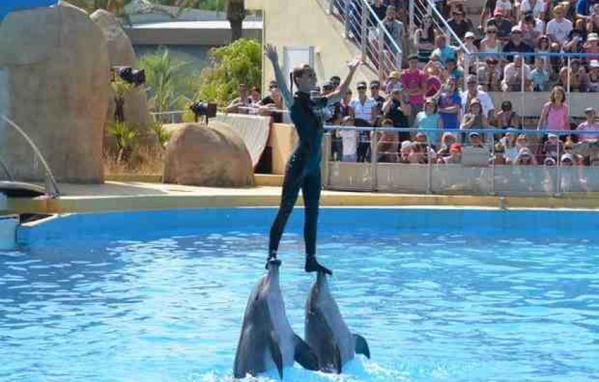 Dolphin Show in Sharm El Sheikh