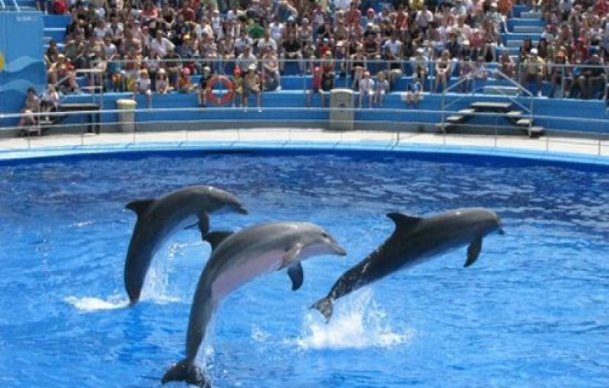 Dolphin Show in Sharm El Sheikh