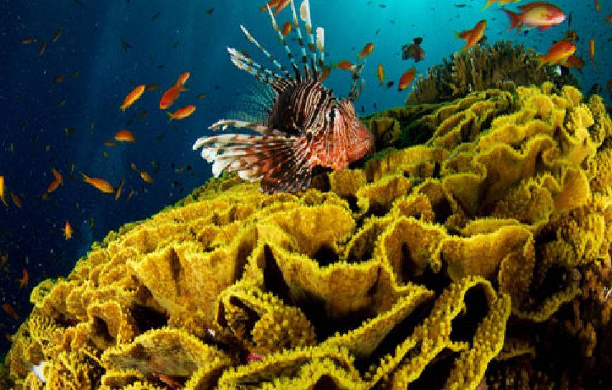 Sharm-el-Sheikh Trip to Tiran Island by Boat