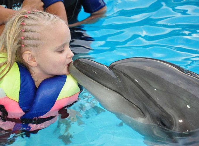 Dolphin Show in Sharm El Sheikh