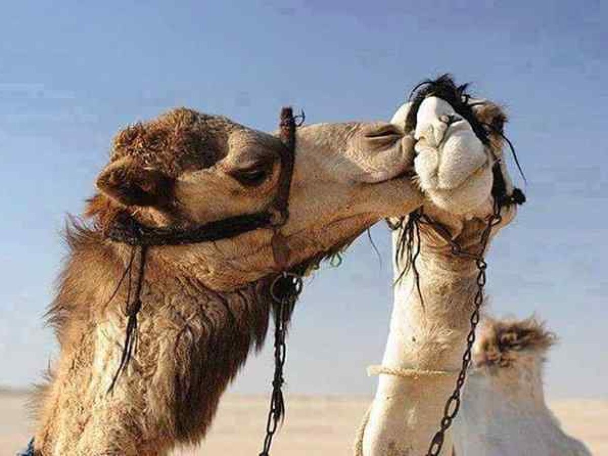Take a break from the resorts of Marsa Alam and venture into the desert to explore Wadi el Gamal National Park on this safari tour. With a private guide, take a Jeep through the arid landscapes to observe the local wildlife which includes Nubian ibex, Dorcas gazelles, and wild dromedary herds. This is a morning tour, which means you can avoid the heat of the afternoon.