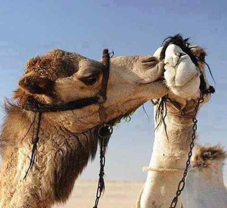 Tour By Horse or Camel Ride at Sunset Safari